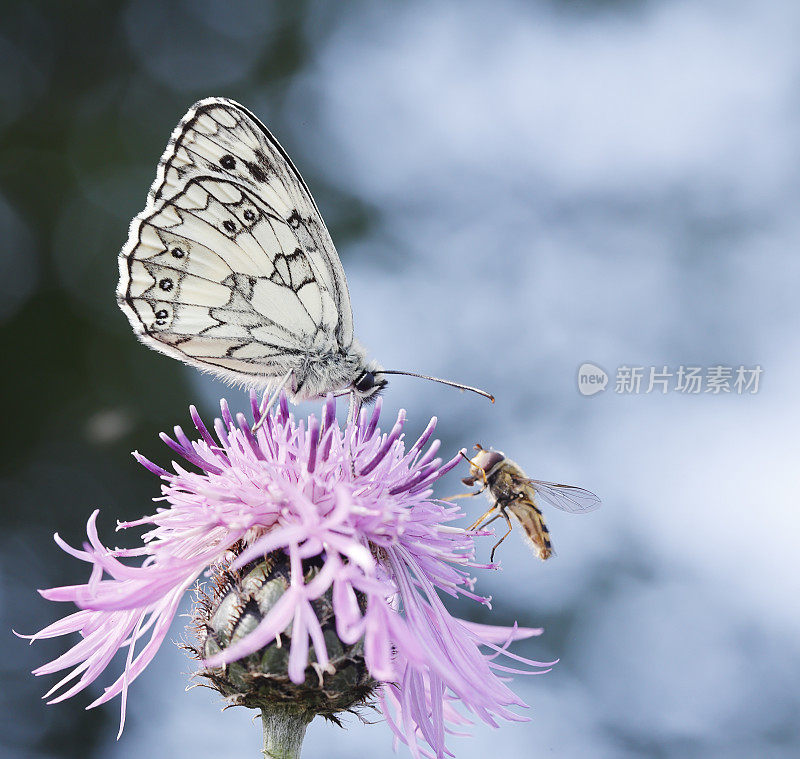 大理石白蝴蝶(Melanargia galathea)